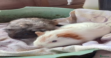 Guinea Pig rodents - Advert 16