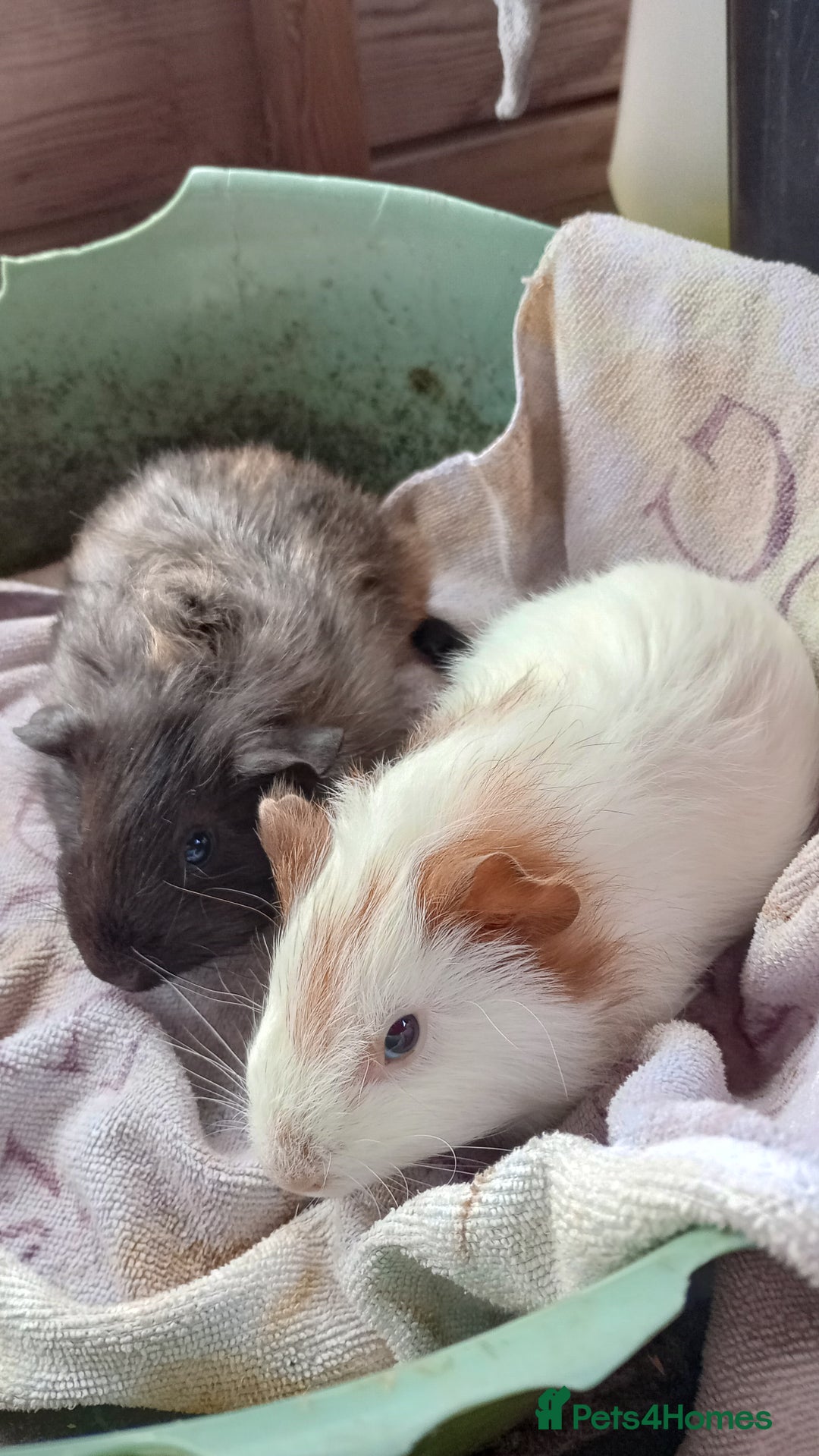 Guinea Pig rodents for sale: Baby Guinea Pigs. - Image 2
