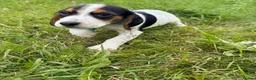 Bocker dogs for sale: Bred From Health Tested Parents - Advert 14