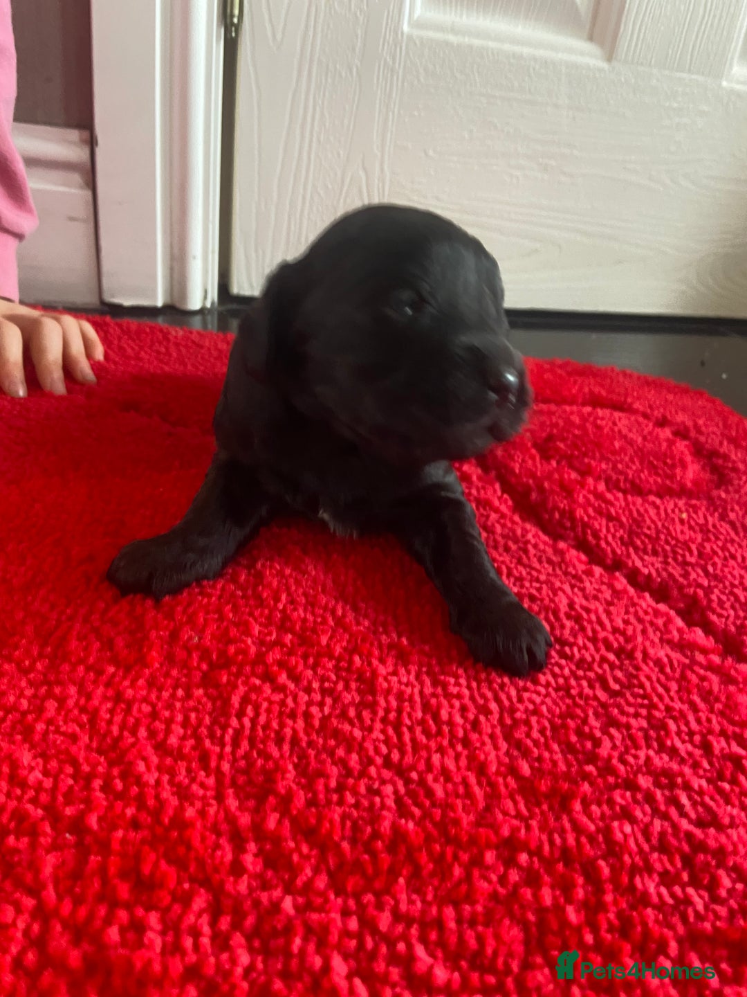 Cockapoo dogs for sale: Beautiful cockapoo puppies  - Advert 6