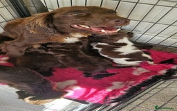 Cocker Spaniel dogs for sale: Ready this Thursday vet checked  - Image 18
