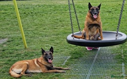 Belgian Shepherd Dog dogs for sale: Malinois Puppy for Sale - Pure, Healthy, KC Regist - Image 13