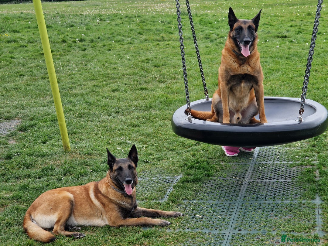 Belgian Shepherd Dog dogs for sale: Malinois Puppy for Sale - Pure, Healthy, KC Regist - Image 13