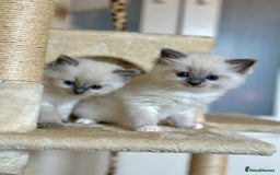 Ragdoll cats for sale: Exceptional Quality Ragdoll Kittens  - Image 3