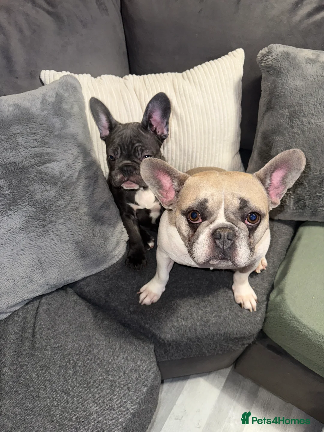 French Bulldog dogs for sale: 2 female French Bulldog –14 weeks old💙 🐾 - Advert 8