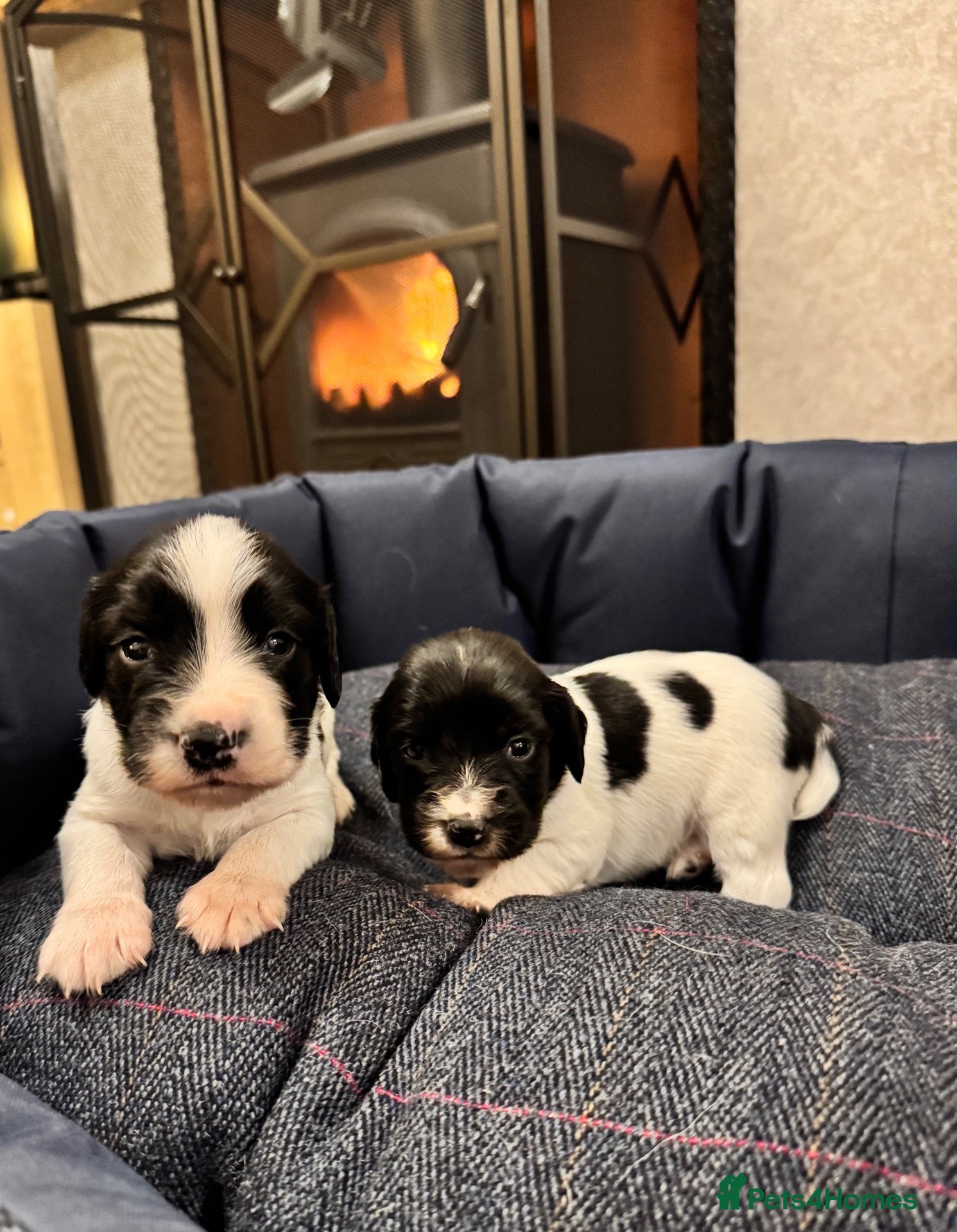 English Springer Spaniel dogs for sale: KC, FTCH Springer Spaniels - Advert 1