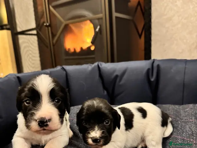 English Springer Spaniel dogs for sale: KC, FTCH Springer Spaniels - Advert 2