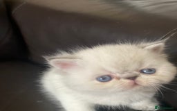 Persian cats for sale: GCCF PURE BRED PKD and PRA CLEAR PERSIAN EXOTICS  - Image 15