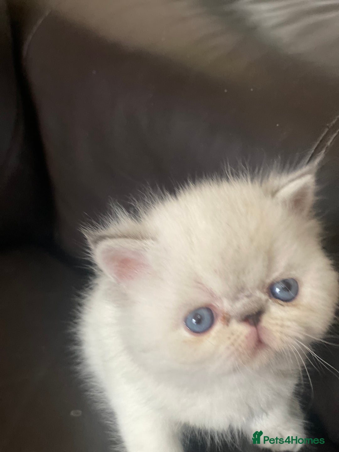 Persian cats for sale: GCCF PURE BRED PKD and PRA CLEAR PERSIAN EXOTICS  - Image 15