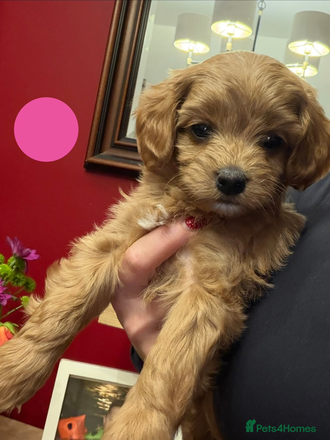 Cavapoo dogs for sale: Stunning Cavapoochon’s for sale (2 left) - Advert 8