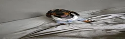 Miniature Dachshund dogs for sale: Little Man - Advert 2