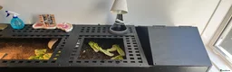 Tortoise reptiles for sale: Greek spur female tortoise with full set up  - Advert 7