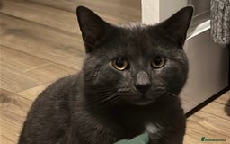Russian Blue cats for sale: Three half Russian blue kittens  - Image 4