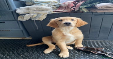 Golden Retriever dogs - Advert 7