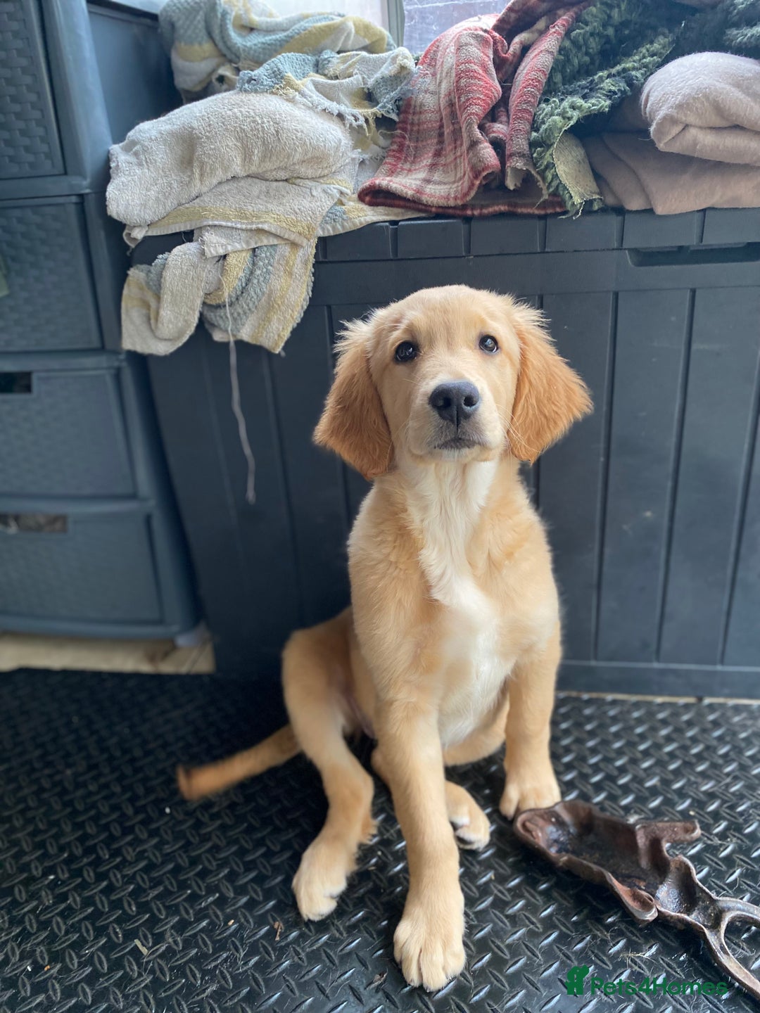 Golden Retriever dogs for sale: Beautiful golden retriever puppy Girl - Image 3