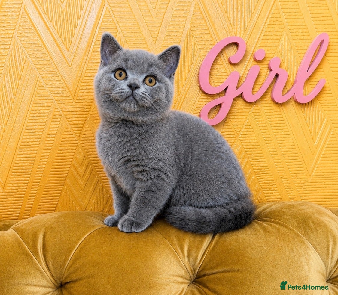 British Shorthair cats Chunky fluffy British Shorthair Kittens GCCF - Advert 2