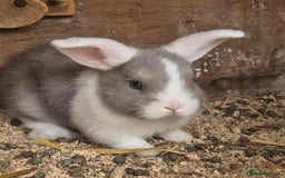 English Lop rabbits for sale: Beautiful lilac split lop buck  - Image 1