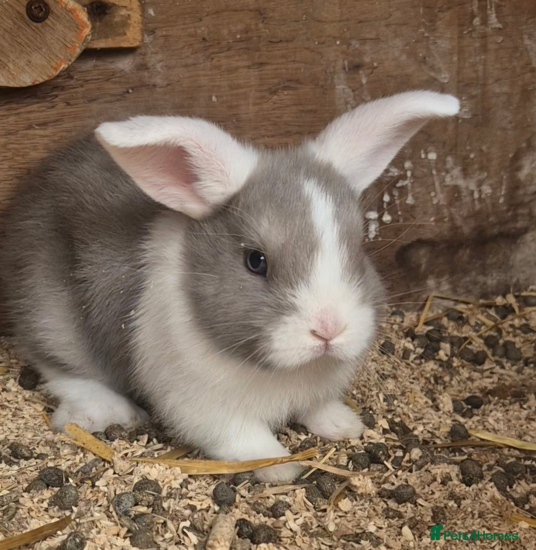 English Lop rabbits for sale: Beautiful lilac split lop buck  - Image 1