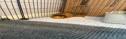 Guinea Pig rodents for sale: 2 male Abyssinian guinea pigs  in Radstock - Advert 6