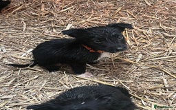 Mixed Breed dogs for sale: Collie/shepherd mix pups  - Image 7