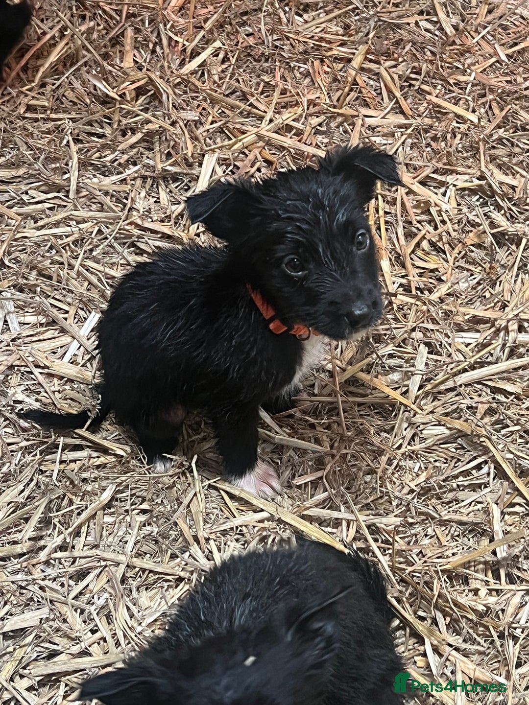 Mixed Breed dogs for sale: Collie/shepherd mix pups  - Image 7