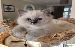 Ragdoll cats for sale: Ragdolls - Image 16