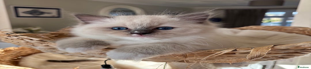 Ragdoll Kitten 5