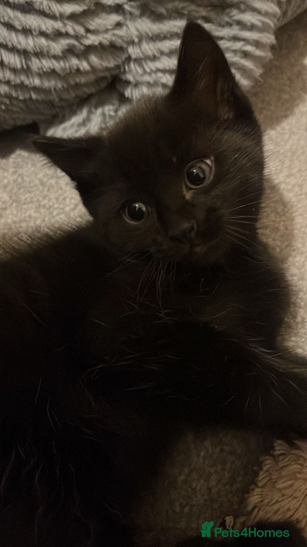 Mixed Breed cats for sale: Kittens for Sale - Advert 10