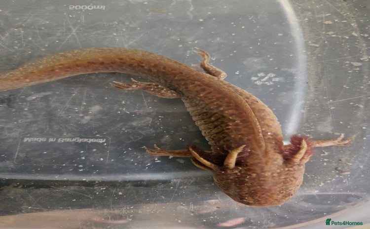 Axolotl reptiles - Advert 1