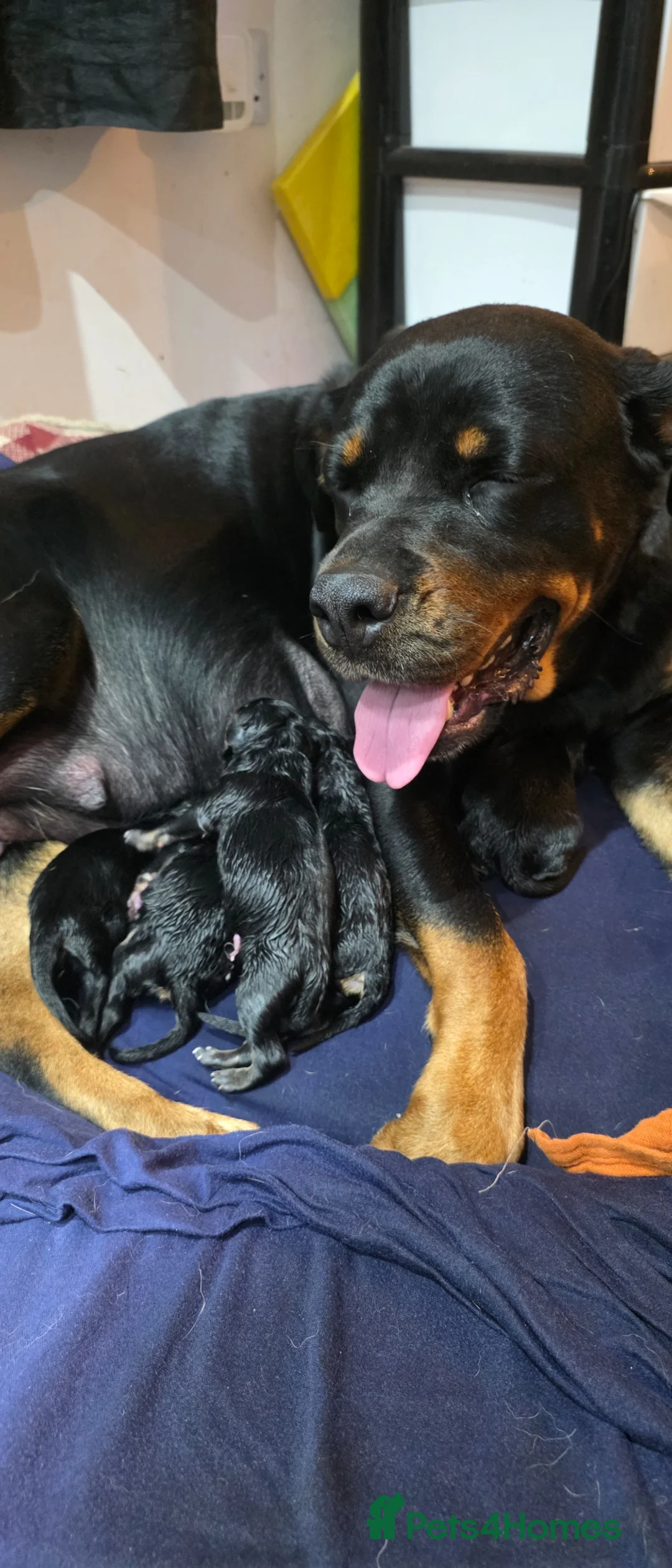 Mixed Breed dogs for sale: Beautiful rottweiler × german shepherd puppies  - Advert 2
