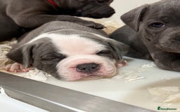 Staffordshire Bull Terrier dogs for sale: Pick of the litter pup available! Ch Bloodline - Image 7