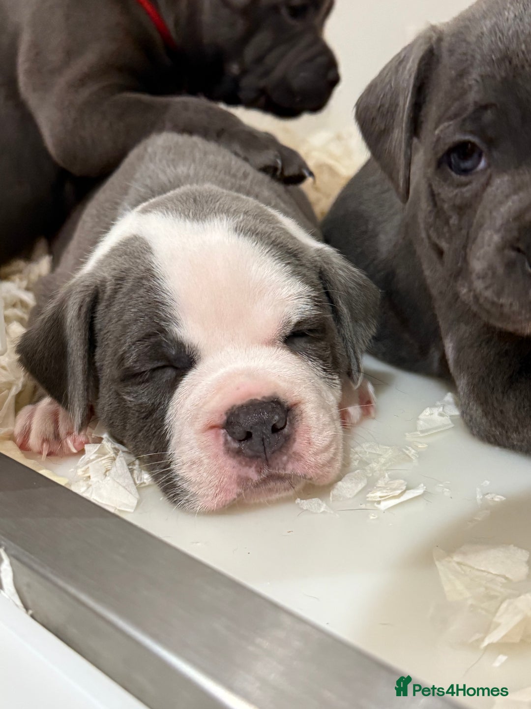 Staffordshire Bull Terrier dogs for sale: Pick of the litter pup available! Ch Bloodline - Image 7
