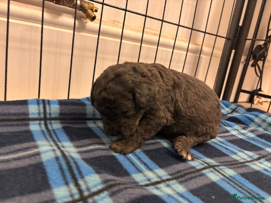 Cockapoo dogs for sale: F2 Cockapoo Puppies - Advert 16