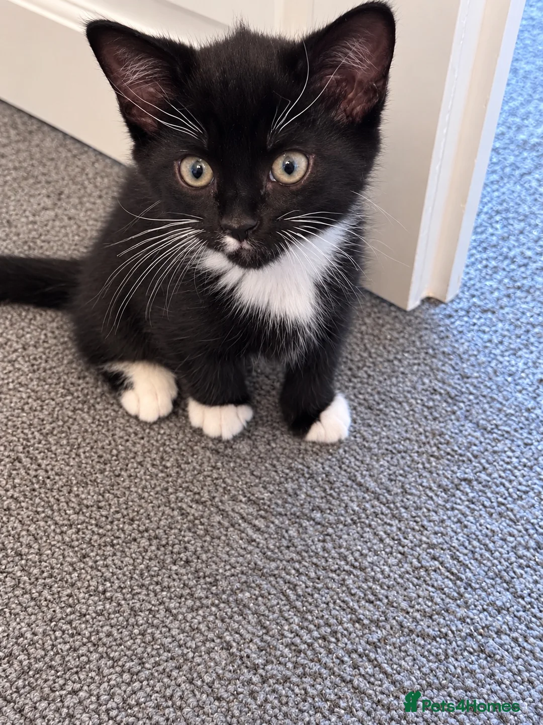 Mixed Breed cats for sale: Beautiful fluffy tuxedo kittens available now - Advert 2