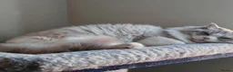 Ragdoll cats for sale: ACTIVE REGISTER BEST RAGDOLL IN UK BOY - Advert 4