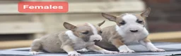 English Bull Terrier dogs for sale: Ready to leave! EBT x MBT - Advert 3