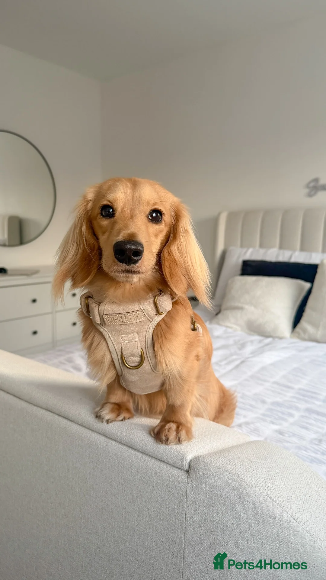 Miniature Dachshund dogs for stud: KC Miniature Shaded Cream Long Hair Dachshund stud - Advert 2