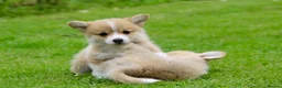 Welsh Corgi Pembroke dogs for sale: Pembroke corgi pups - Advert 7