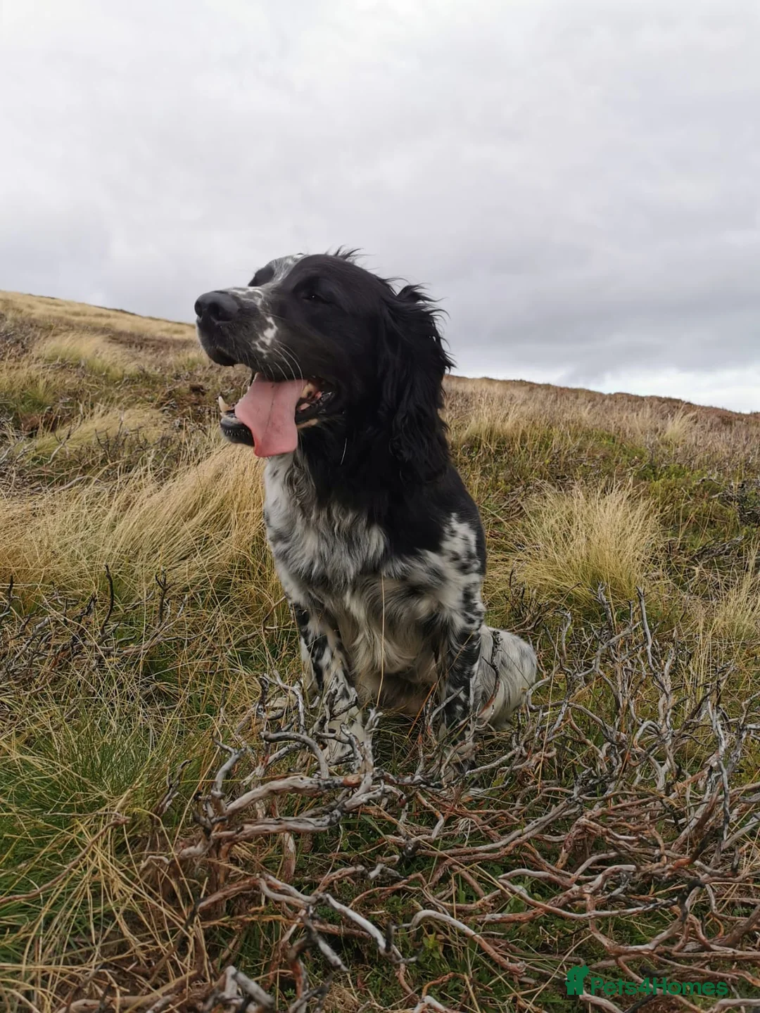English Springer Spaniel dogs for stud: English Springer Spaniel For Stud - Health Tested in Kirriemuir - Advert 8