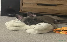 French Bulldog dogs for sale: 11 month old boy  in Middlesbrough - Image 2