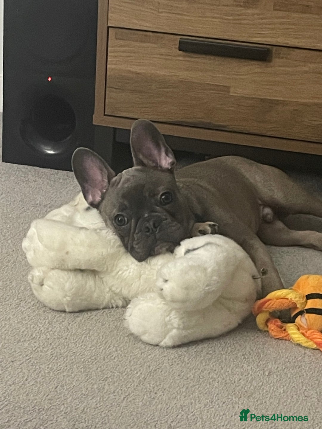 French Bulldog dogs for sale: 11 month old boy  in Middlesbrough - Image 2