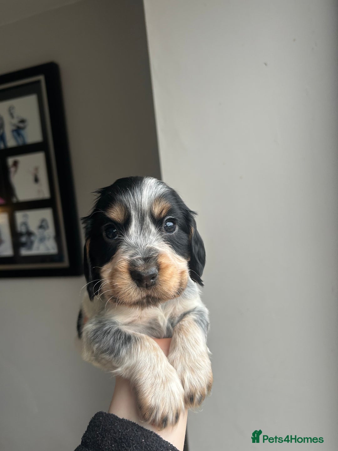 Cocker Spaniel dogs for sale: Show Cocker Spaniel - Advert 16