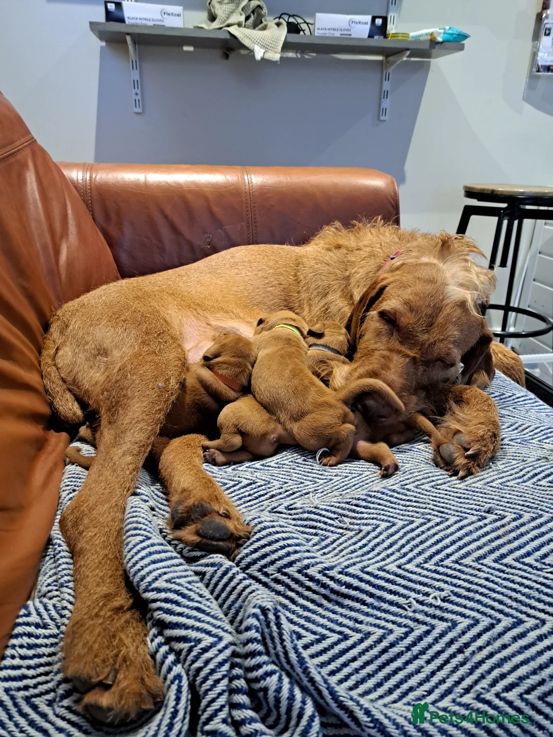 Hungarian Vizsla dogs for sale: Wirehaired vizsla puppies  - Advert 4