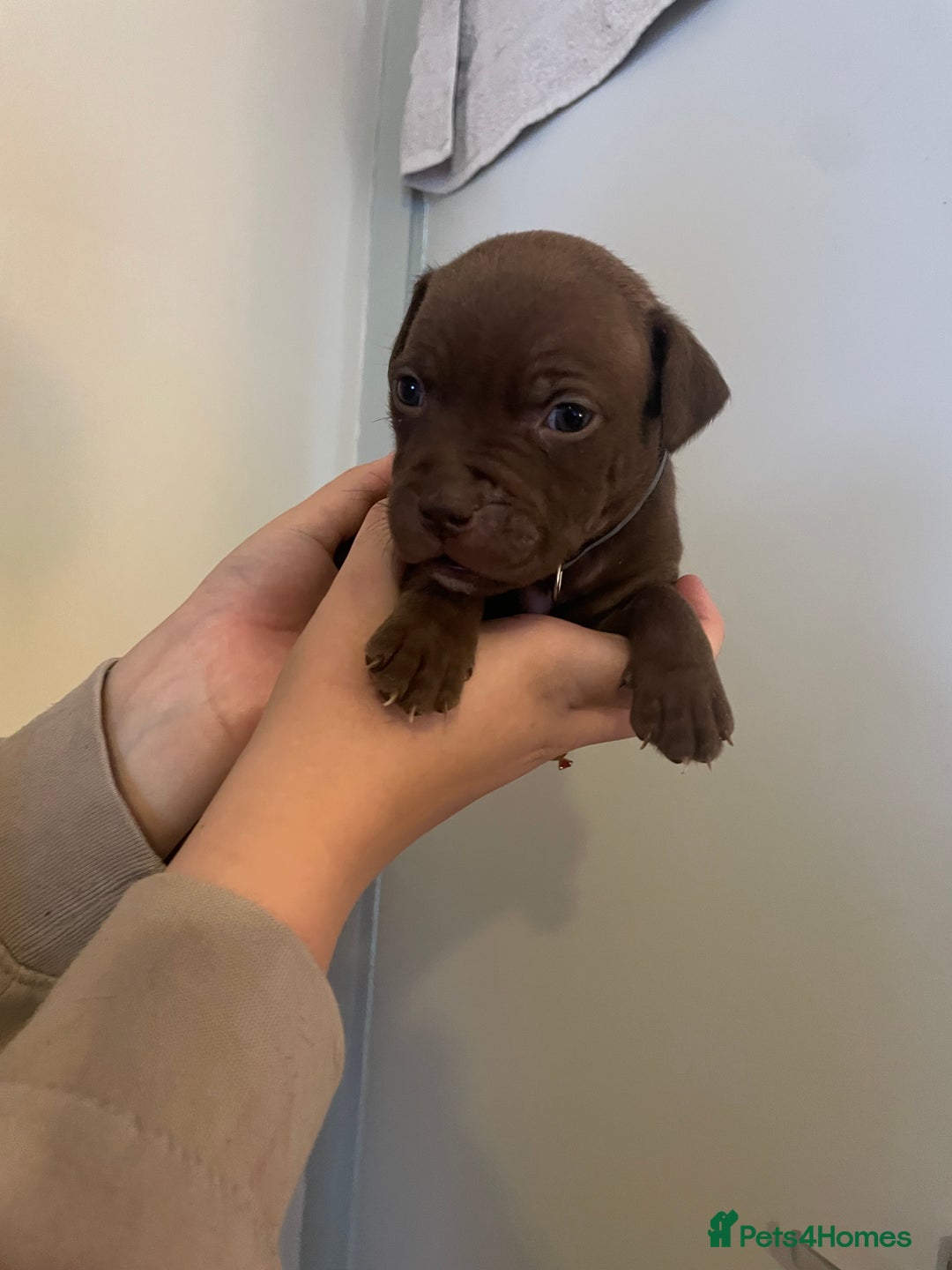 Staffordshire Bull Terrier dogs for sale: Staffordshire/American Staffordshire pups in Harrow - Image 14