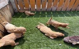 Cavapoochon dogs for sale: Stunning litter of Cavapoochon pups - Image 1