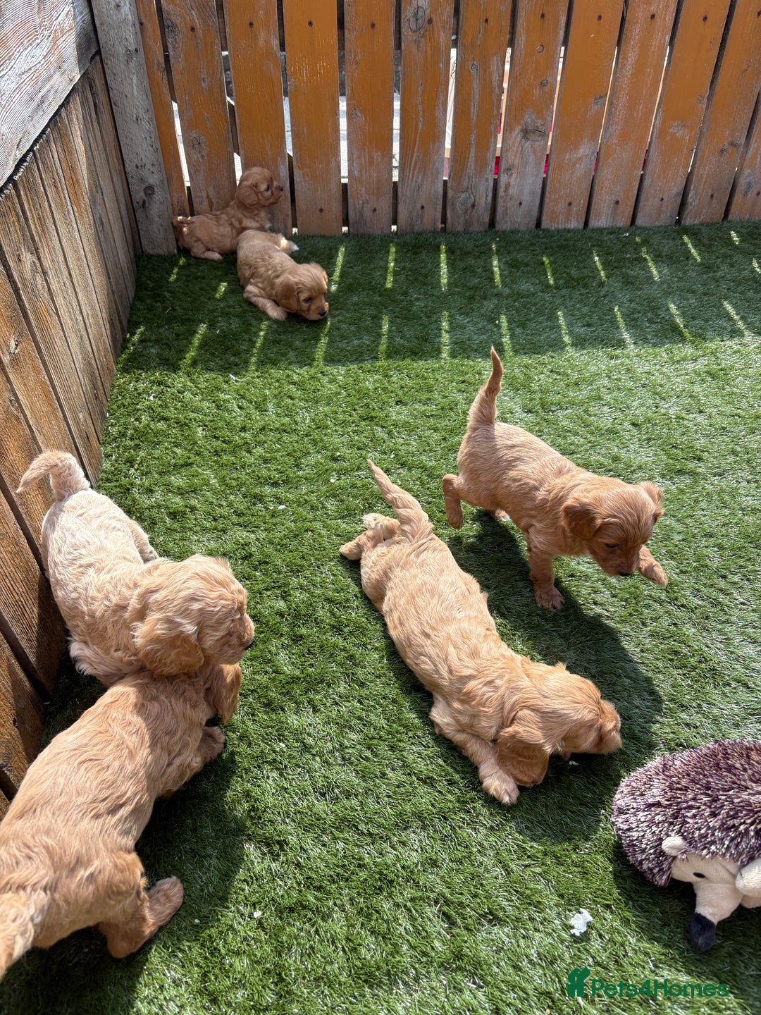 Cavapoochon dogs for sale: Stunning litter of Cavapoochon pups - Image 1