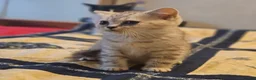 British Shorthair cats for sale: Kittens - Advert 10