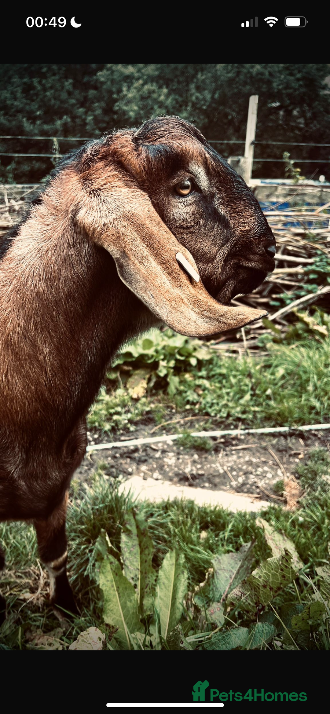 Goats livestock for sale: Male Goats for sale Billy and wether  - Advert 4