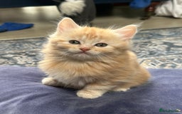 Scottish Fold cats for sale: Gorgeous fluffy Scottish Fold x DSH kittens - Image 21