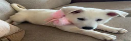 White Swiss Shepherd dogs for sale: Gorgeous white swiss shepherd puppies  - Advert 7